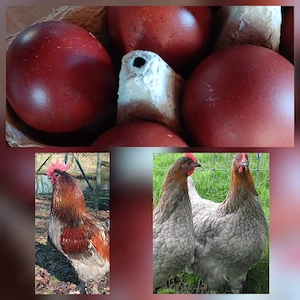 Bruteier Marans Blau kupfer 