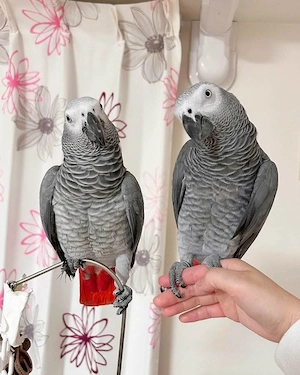 Paar Graupapageien zu verkaufen