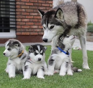 Siberian Husky Welpen 
