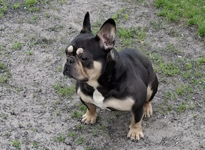 Französische Bulldogge Deckrüde zu verschenken 