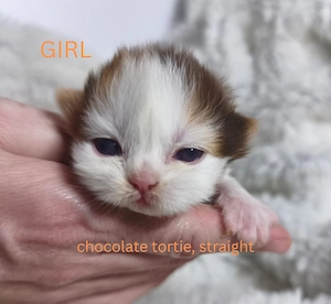 Selkirk Rex: Lockenköpfe mit der Chance auf saphirblaue Augen!