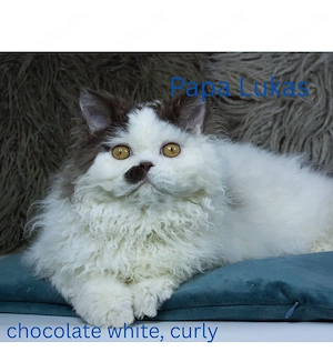 Selkirk Rex mit saphierblauen Augen. Noch Kater zu vergeben  Bild 10