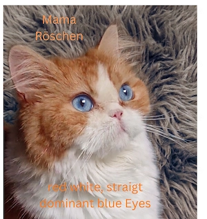 Selkirk Rex mit saphierblauen Augen. Noch Kater zu vergeben  Bild 9