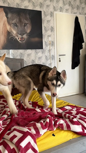 Traumhafte Husky Huendin Kira 7 Monate alt zu verkaufen !