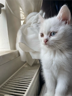 zwei augfarbige katze Blau Braun  