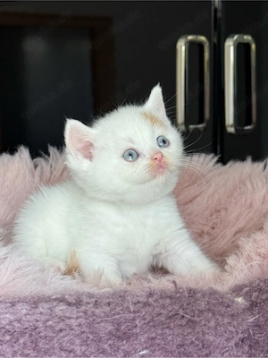 Wunderschöne BKH Kitten