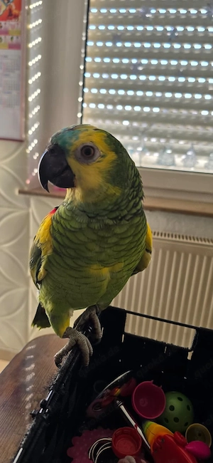 Blaustirnamazone zu verkaufen, 10 Monate alt