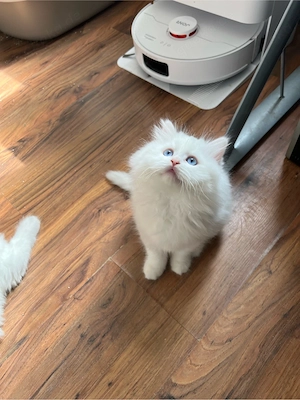 Dosenöffner gesucht für unsere kleine Lily