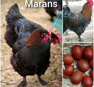 Marans schwarz kupfer Hennen 