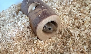 weibliches Rennmaus duo