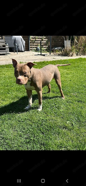 American Pocket Bully Rüde 