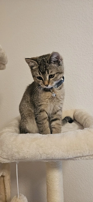 Süße Verschmuste Katenbabys suchen dringend ein neues Zuhause