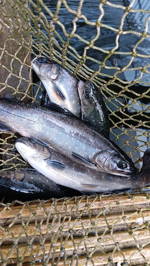 Saiblinge Teichbesatz oder zum Räuchern 