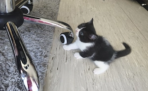 BKH Kater geb. 16.03.26