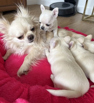 Chihuahua-Welpen Reinrassig Mit Ahnentafel Bild 2