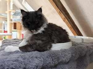 Maine Coon Deckkater black smoke white 