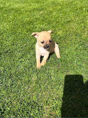 Zuckersüße Chihuahua Welpen. 11 Wochen 