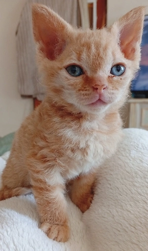 sphynx britisch Kurzhaar mix bkh