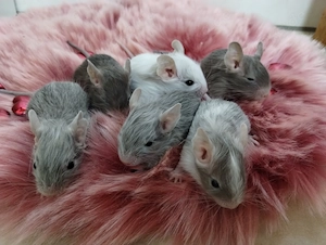 Super süßer Degu Nachwuchs:fast alle Farben:Schoko-Schecken,Lilac,Creme suchen demnächst Heugeber!