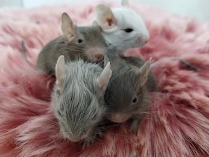 Super süßer Degu Nachwuchs:fast alle Farben:Schoko-Schecken,Lilac,Creme suchen demnächst Heugeber!