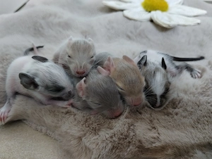 Super süßer Degu Nachwuchs:fast alle Farben:Schoko-Schecken,Lilac,Creme suchen demnächst Heugeber!