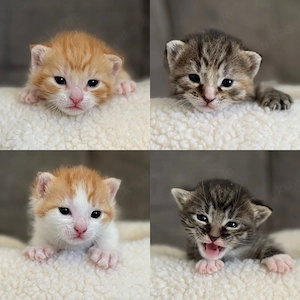 Katzenbabys Hauskatzen Kitten getigert rot Kater Katze 