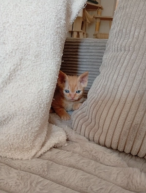 sphynx  bkh britisch Kurzhaar Mix 