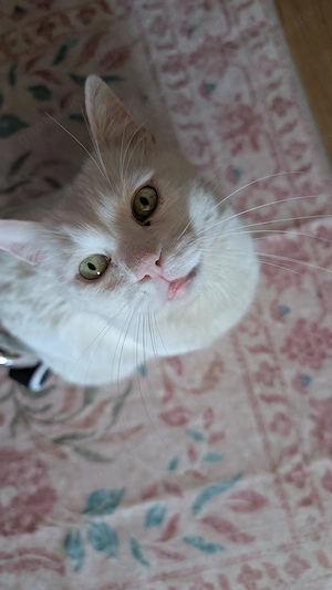 Älterer Kater sucht Einzelplatz 