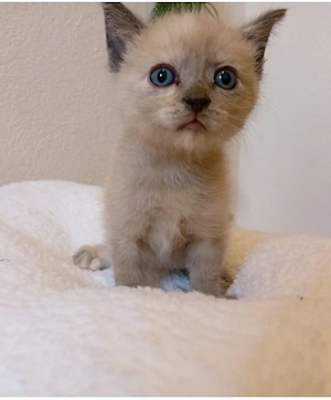 sphynx BKH mix britisch Kurzhaar 