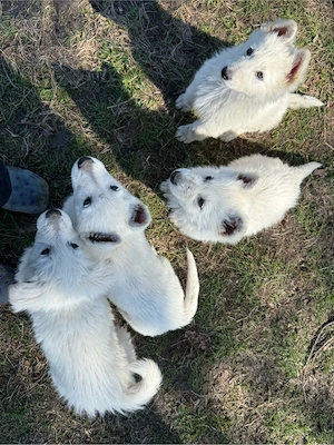 Welpen weißer Schweizer Schäferhunde
