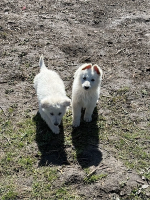 Welpen weißer Schweizer Schäferhunde Bild 2