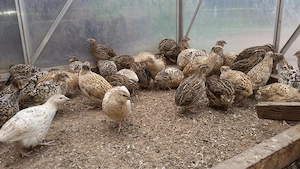 Gebe Legewachteln in verschiedenen Farben ab 