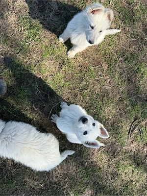 Welpen weißer Schweizer Schäferhunde Bild 3