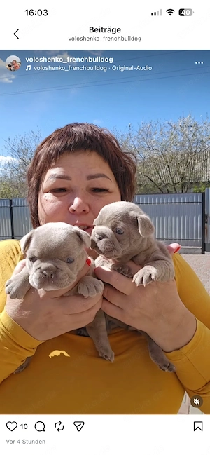 französische Bulldoggen Welpen