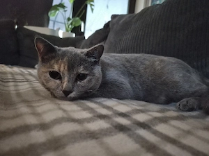 Katze Nala sucht Einzelkörpchen