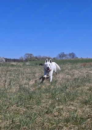Welpen weißer Schweizer Schäferhunde Bild 5
