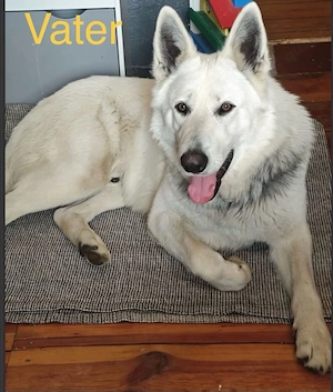 Welpen weißer Schweizer Schäferhunde Bild 4