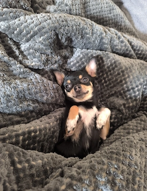 Deckrüde gesucht Chihuahua