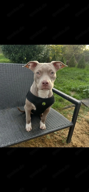 American Pocket Bully Hündin 