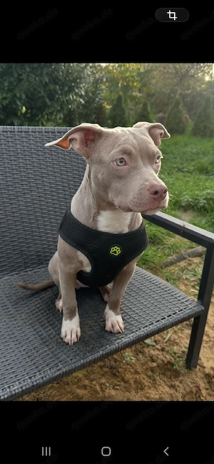 American Pocket Bully Hündin 