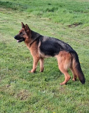 Junge Deutsche Schäferhündin