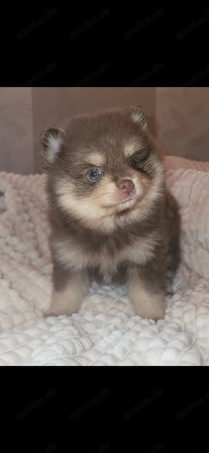 Zwergspitz Pomeranian Welpen 