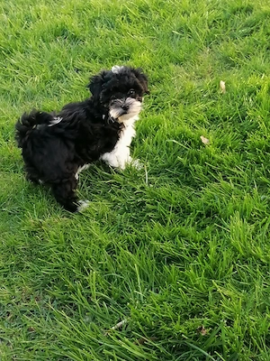 Süße Bolonka Zwetna Welpen Hündin