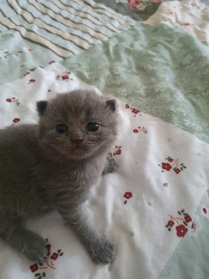 Bkh kitten reinrassig blü 