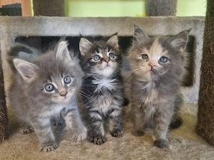 Reinrassige Maine Coon Kitten XXL 
