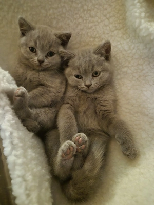 BKH Kitten suchen neues zuhause.