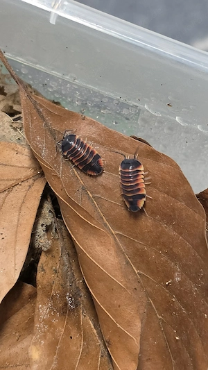 Asseln & Tausendfüssler 