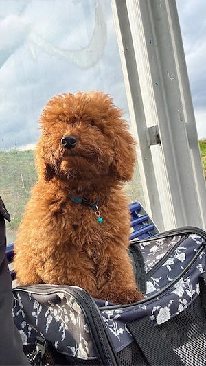     Toy Poodle Rüde Balu (8 Monate) in liebevolle und verantwortungsvolle Hände abzugeben