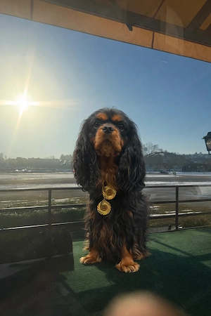 Cavalier King Charles Spaniel Deckrüde   Black&Tan   Kein Verkauf