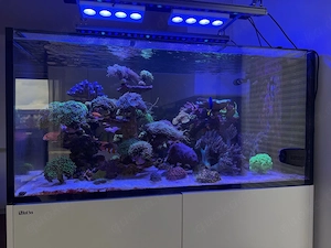 Meerwasseraquarium RedSea Peninsula 500 Komplettauflösung mit Inhalt